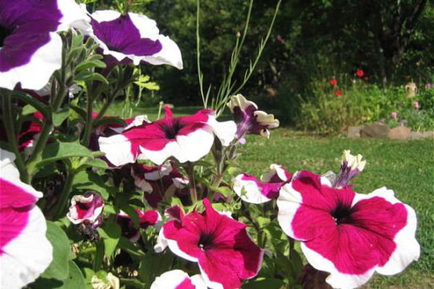 Des fleurs en trompette