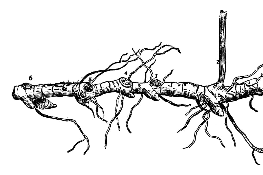 Rhizome : de quoi s'agit-il et comment éviter l'invasion ?