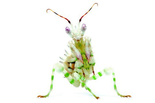 Ces étonnants nouveaux animaux de compagnie