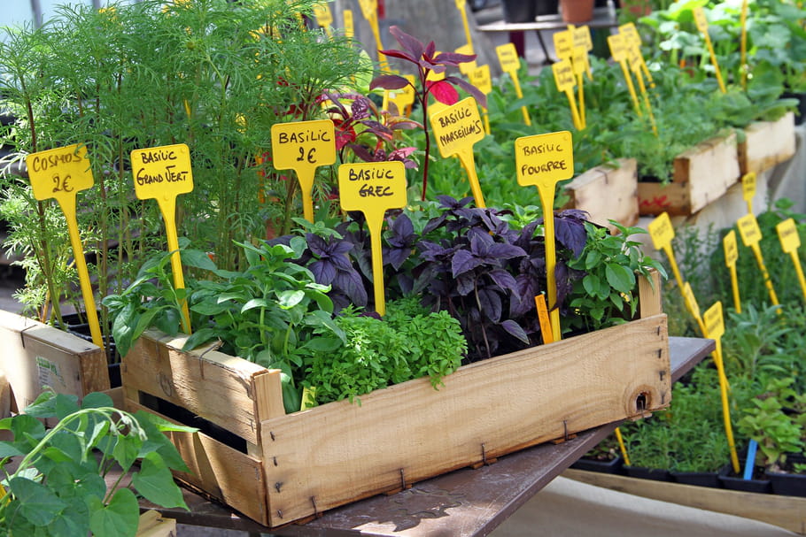 Jardineries ouvertes pour les plants potagers, des achats de 1ère nécessité