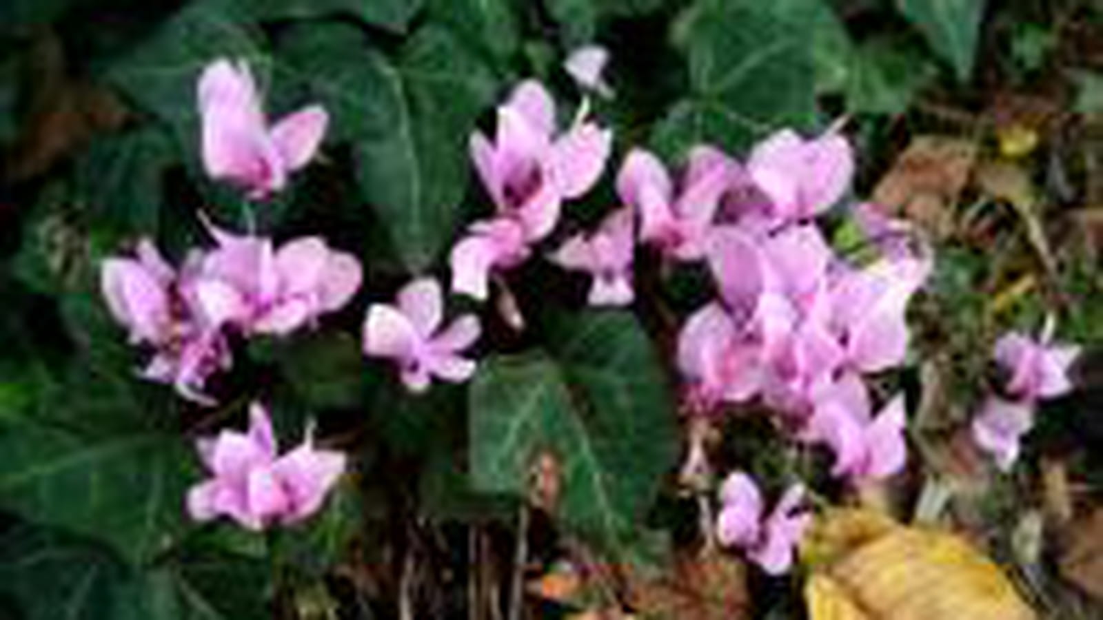 Cyclamens roses