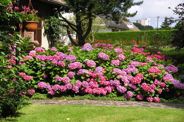 Bord&eacute;e d'hortensias