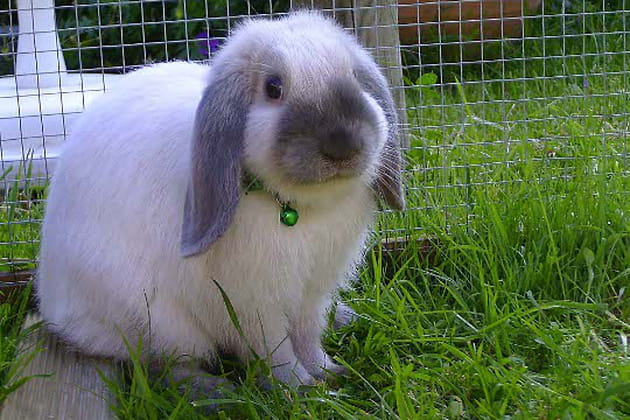 Jade, lapine de compagnie