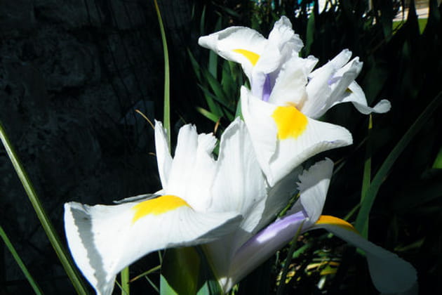 Iris à oignons