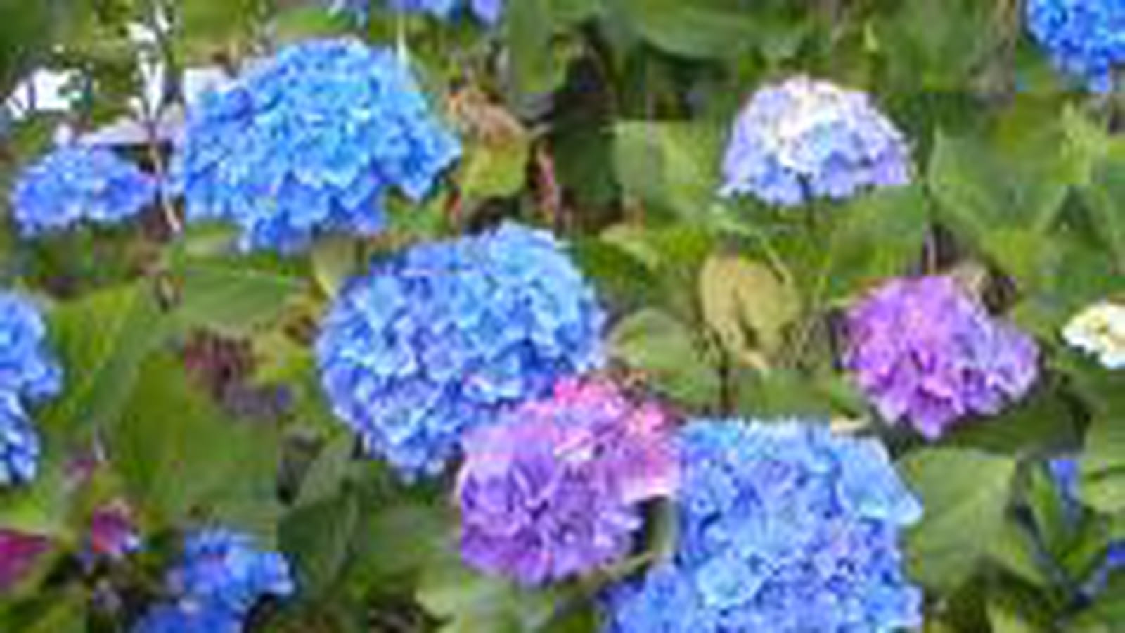 Hortensias bleu et mauve