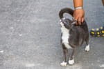 Votre chat lève le derrière quand on le caresse : plus qu'un réflexe, c'est un message bien plus profond
