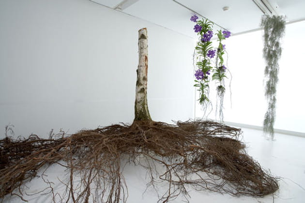 Un système racinaire exceptionnel