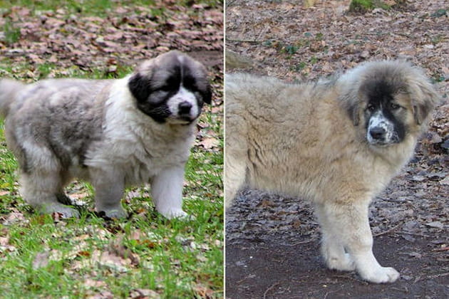 Le berger du Caucase