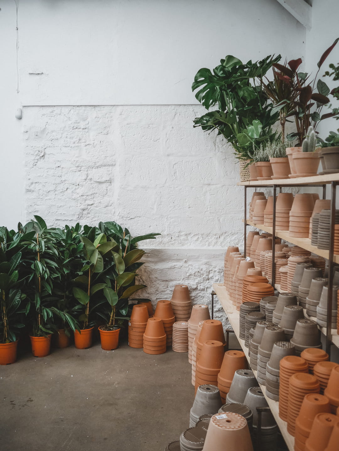 vente-de-plantes-pots-maison-bouture