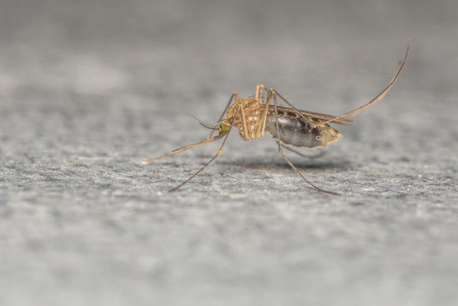 Zika : que sait-on de la transmission sexuelle ?