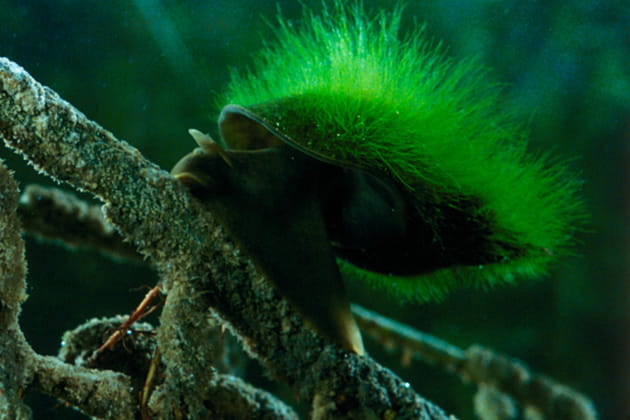 Un escargot à poils verts