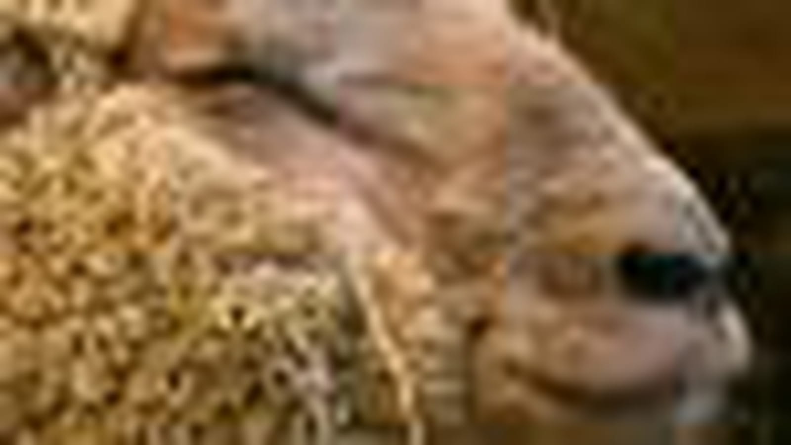 Moutons
