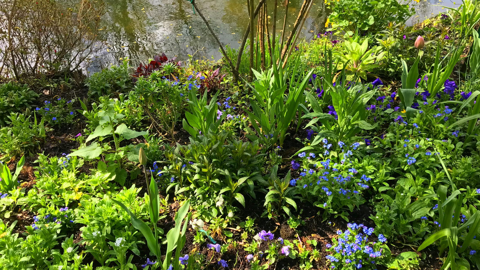 Myosotis au bord de l'eau 