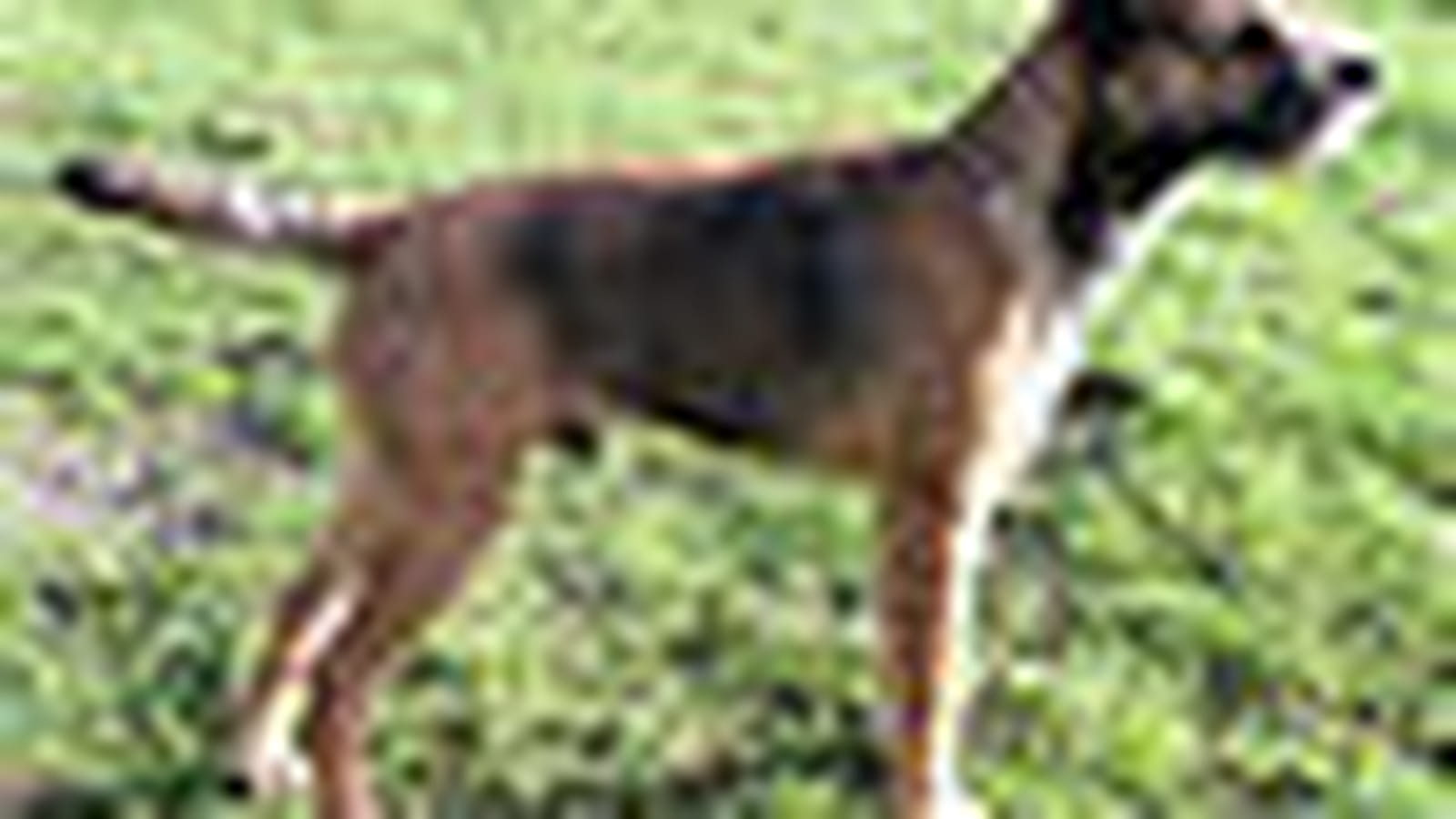 Border terrier
