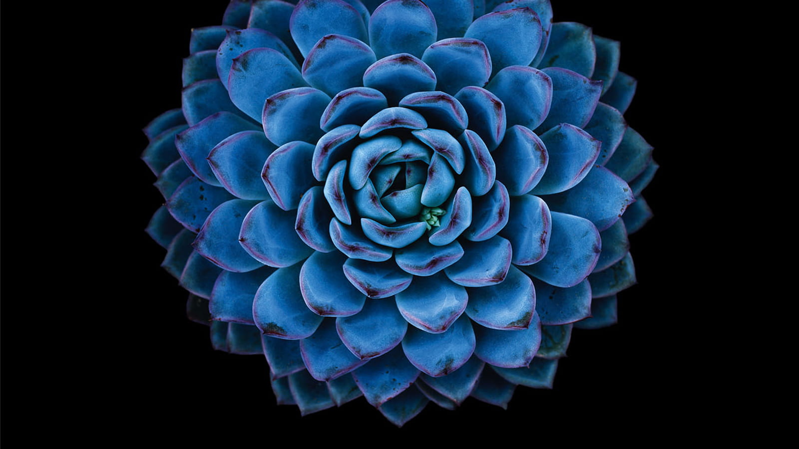 Succulentes : le design végétal par Thomas Balaÿ et Frédéric Pautz