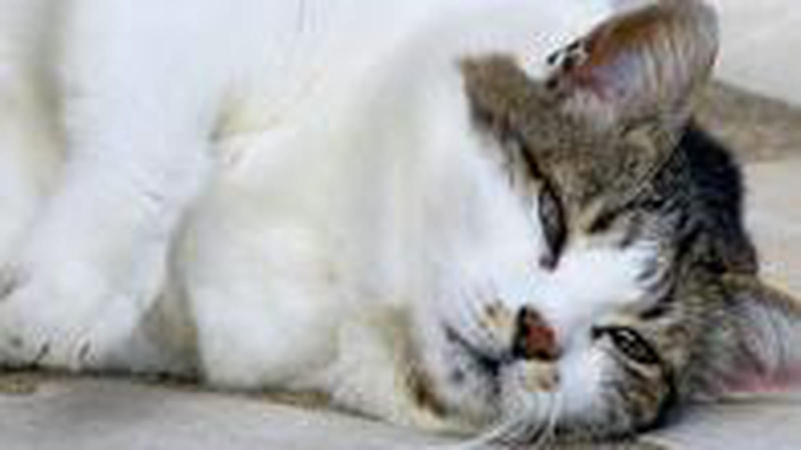 Poids du chat