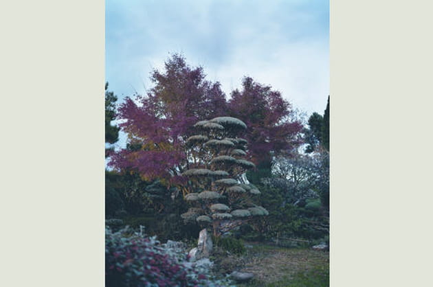 La magie de l'art topiaire