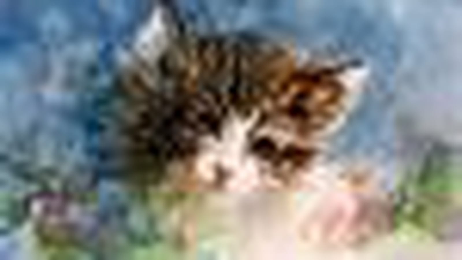 Chaton