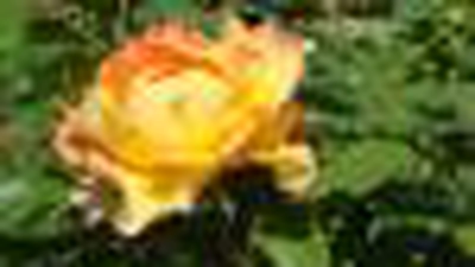 Rose des Cisterciens ®