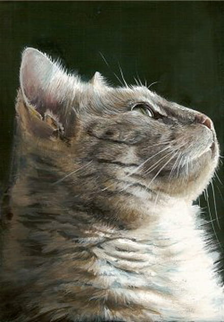 Un chat fascin&eacute;