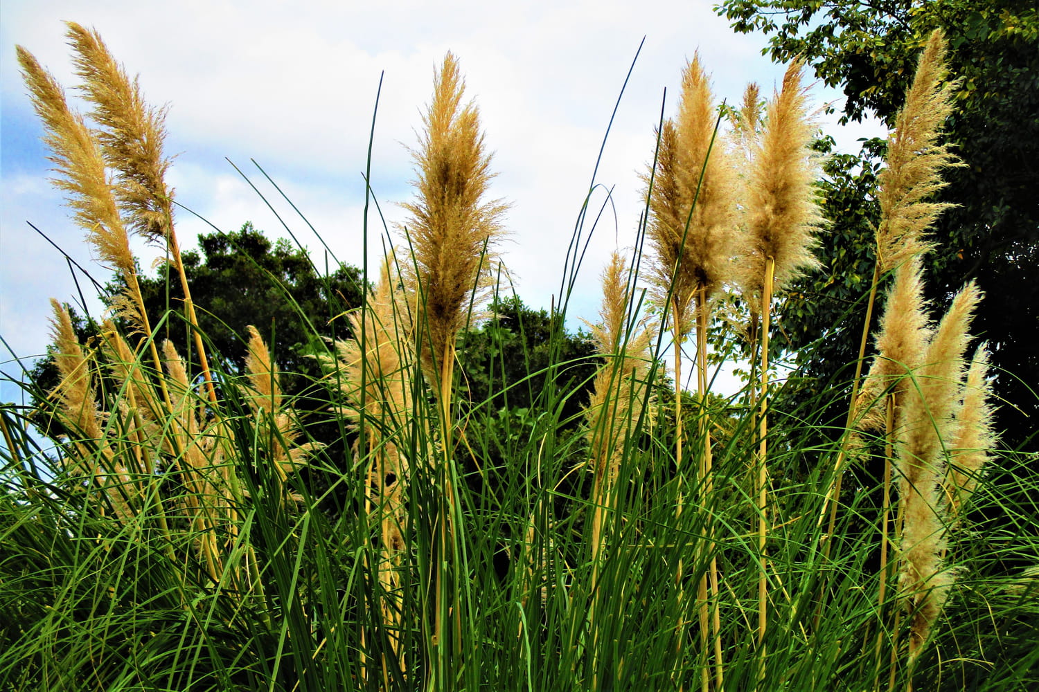 Herbe de la pampa : plantation et entretien, attention elle est envahissante