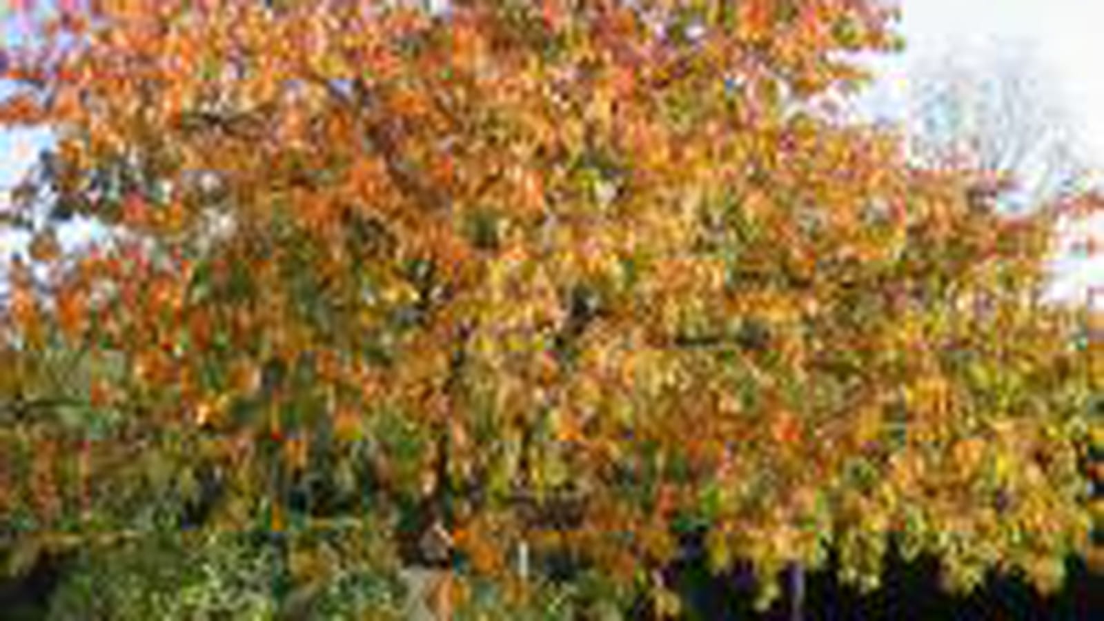 Arbre orange