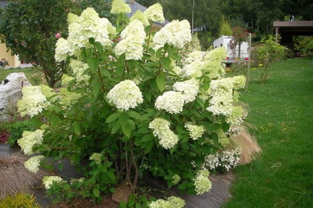 Un arbuste qui a de la prestance