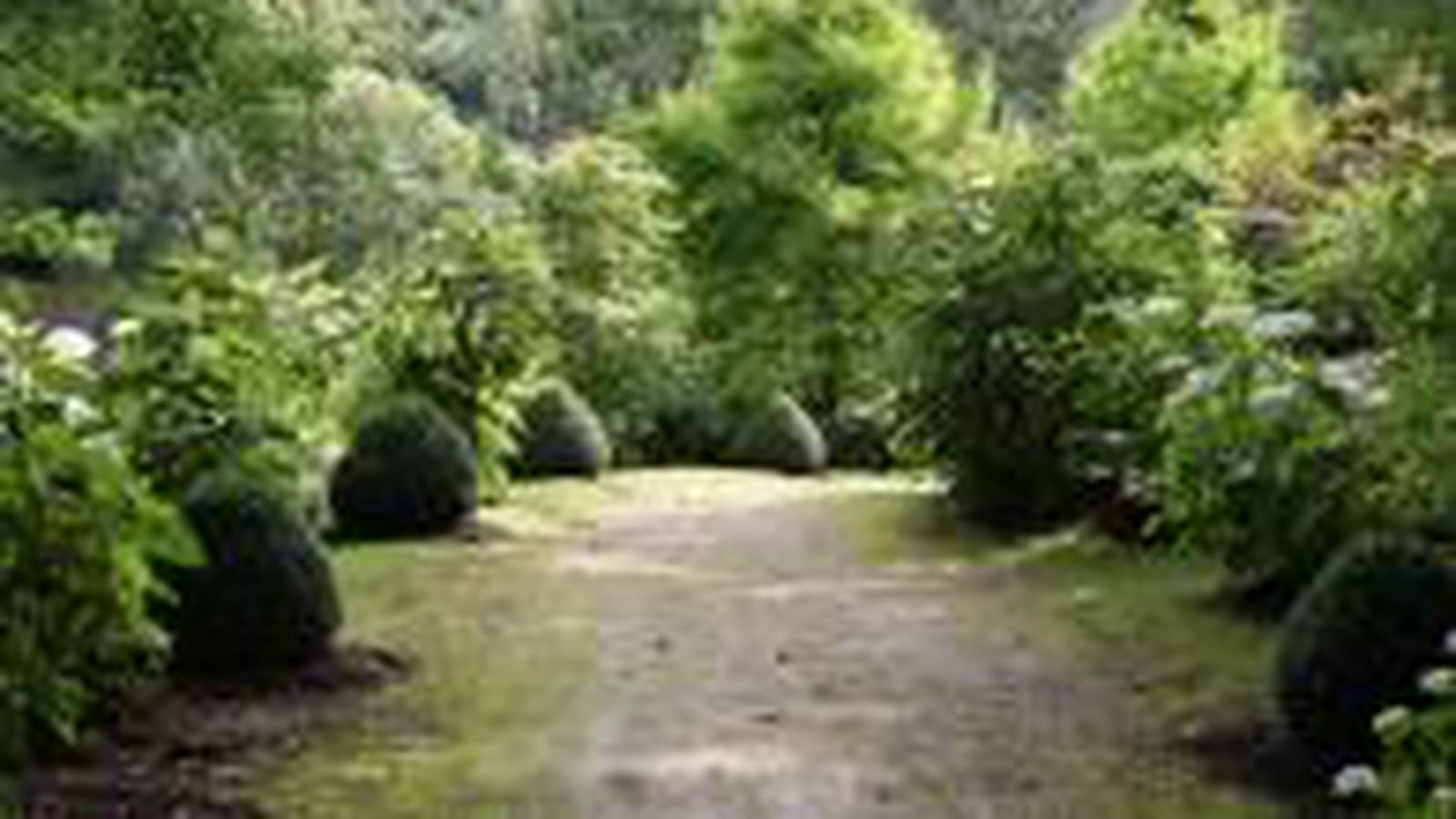 Chemin bordé de buis