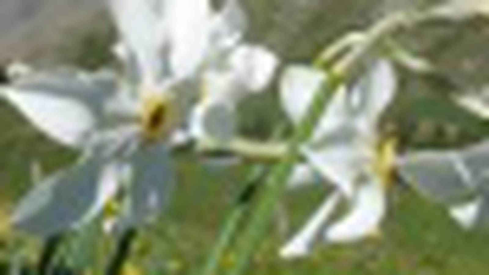 Narcisses