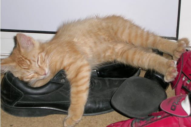 En 50e position : Canaille