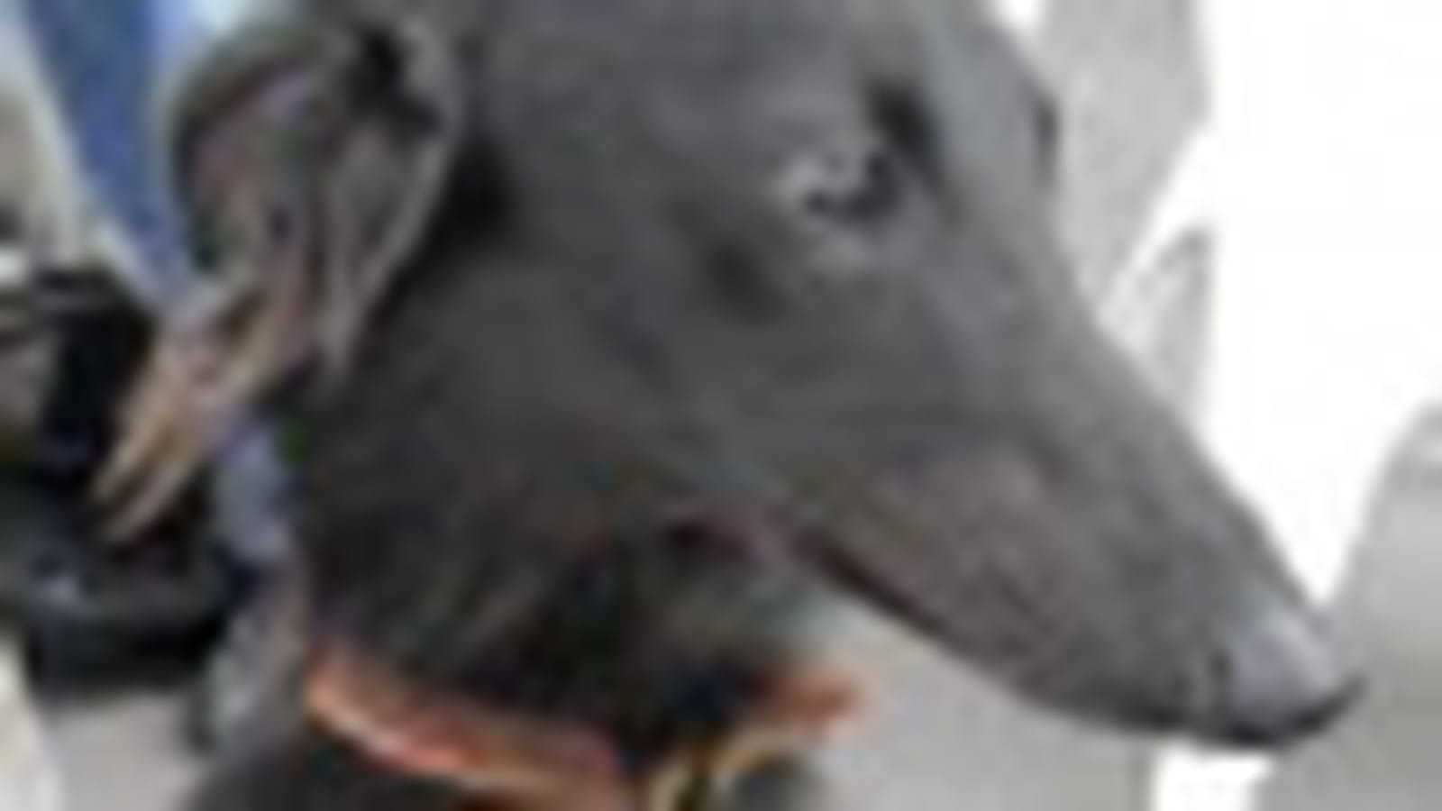 Saluki