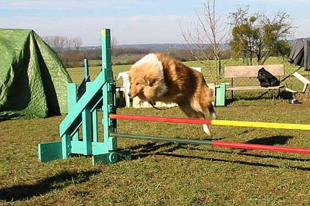 Championne d'agility