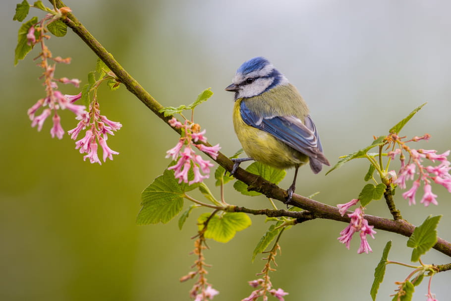 Faire de son jardin un lieu d'accueil et de protection des oiseaux