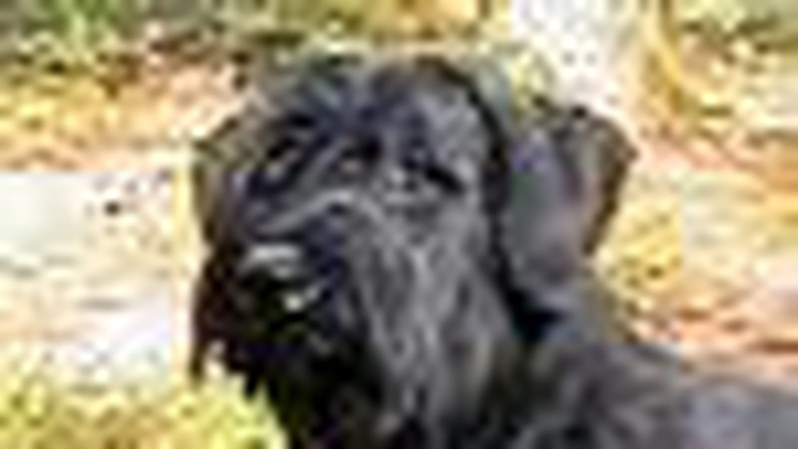 Schnauzer géant