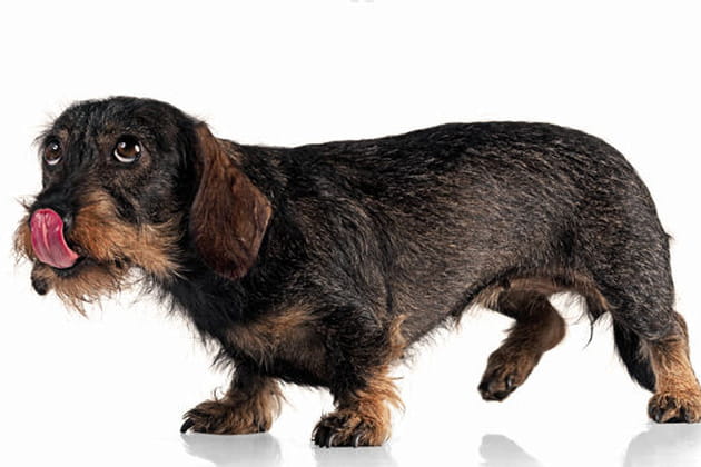 Rosita, teckel &agrave; poil dur