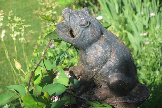 Une grenouille qui a du style