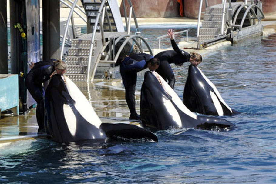 Marineland d'Antibes, à la découverte des mammifères marins
