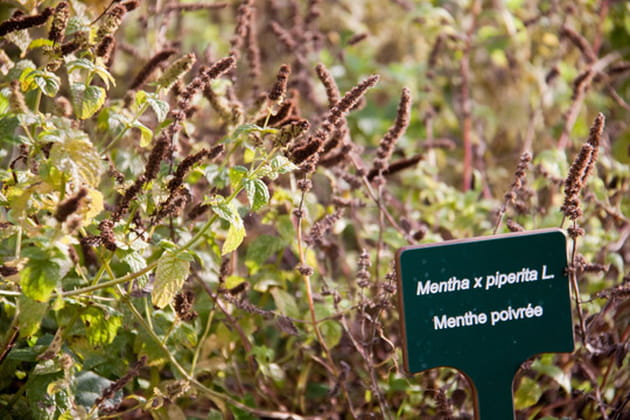 Un herbier pédagogique