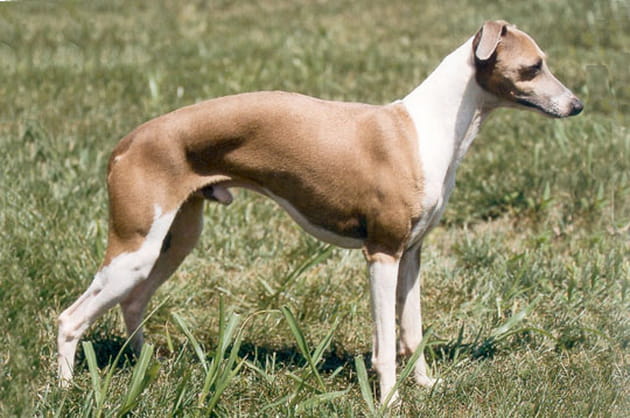 Le petit lévrier italien