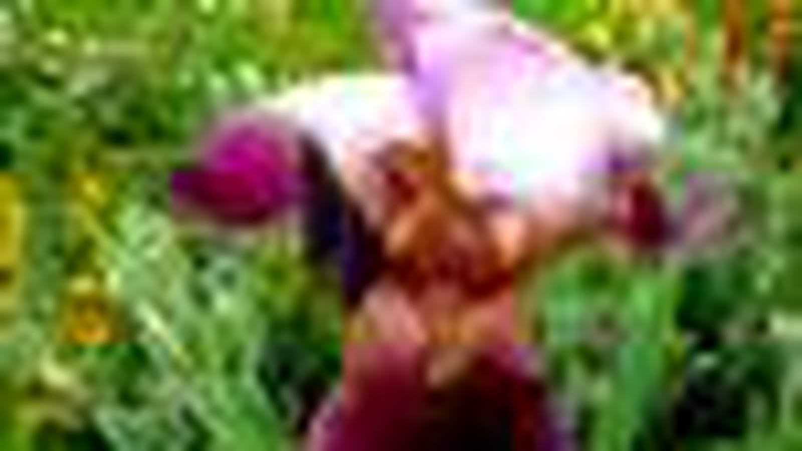 Iris