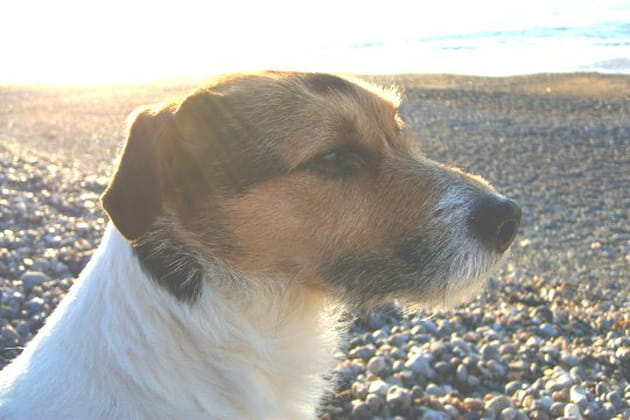 Un gentil p&eacute;p&egrave;re