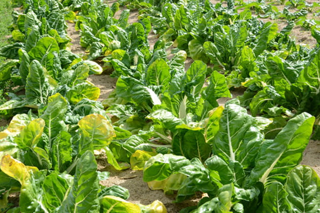 Les blettes, des c&ocirc;tes aux feuilles