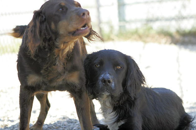 Comme deux fr&egrave;res