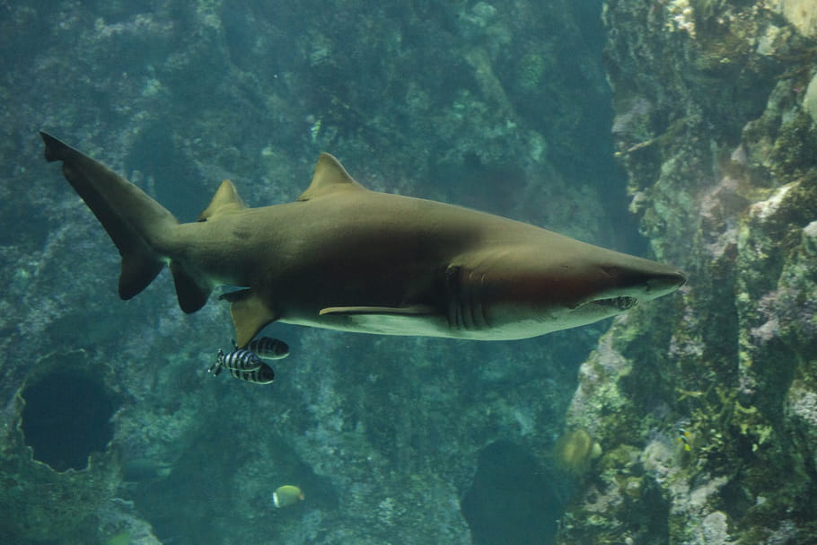 Océanopolis : un centre culturel dédié aux animaux marins