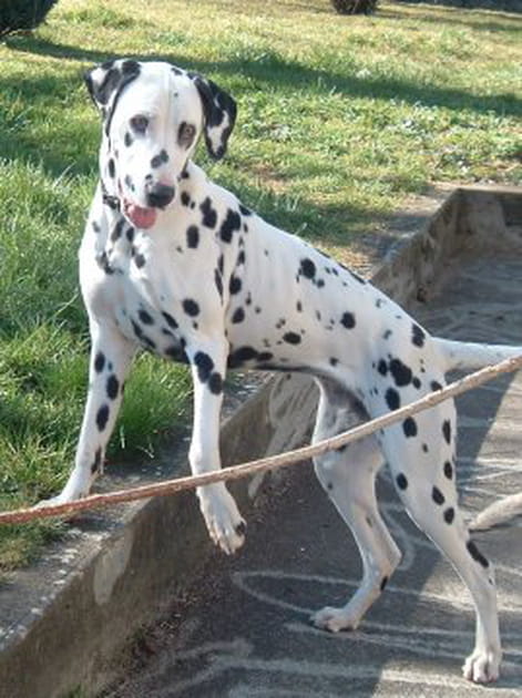 Dulka, une dalmatienne tr&egrave;s coquine