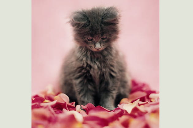 Lara, 7&nbsp;semaines