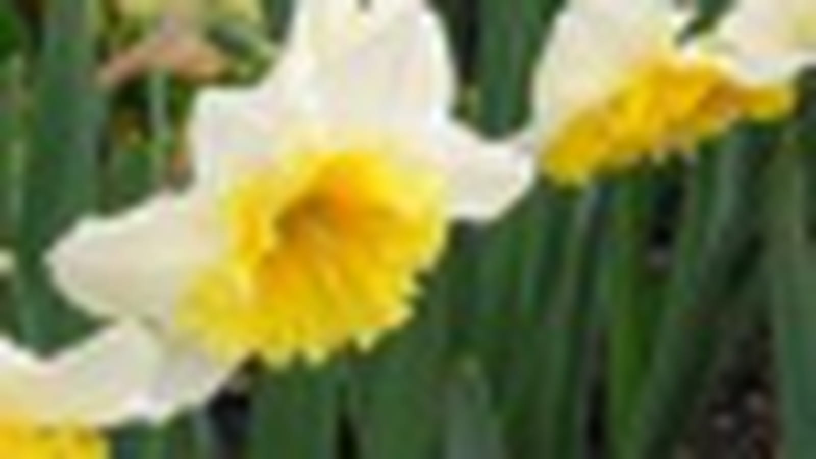 Bouquet de narcisses