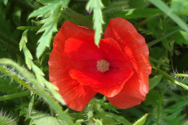 La muse des peintres impressionnistes