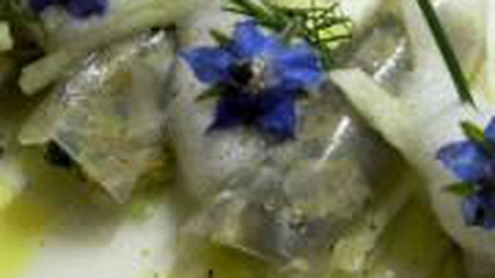 Tartare d'huître aux agrumes