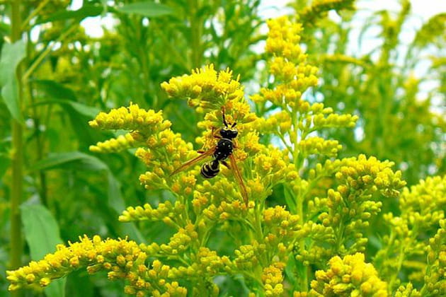 Guêpe sur une verge d'or